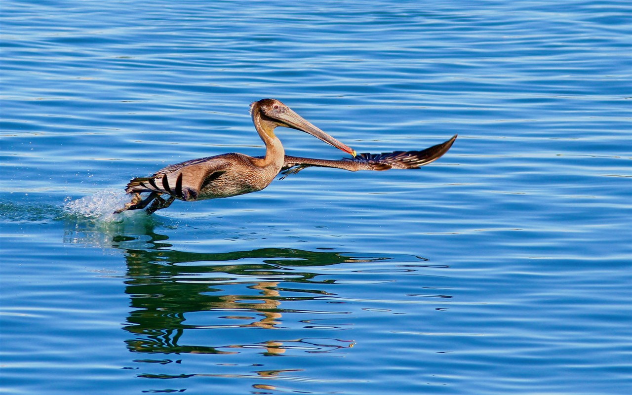 HD Fondos de Aves de fotos #7 - 1280x800