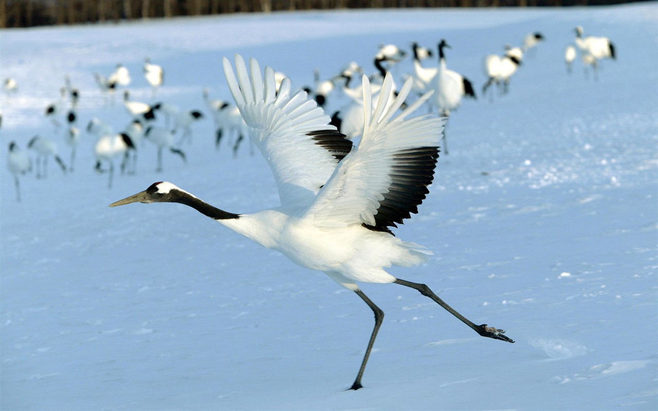 Fonds d'écran HD Photo Oiseaux #8 - 1280x800