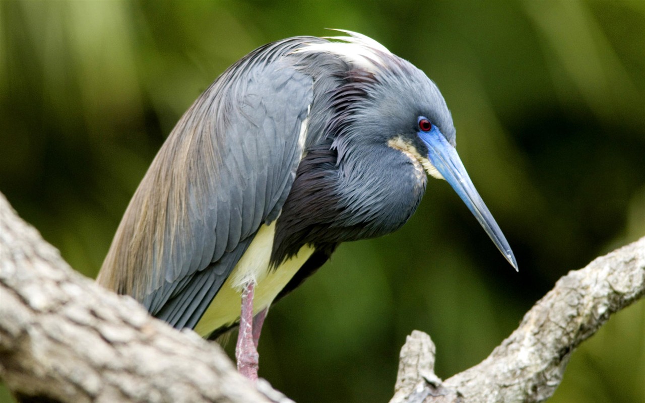 Fonds d'écran HD Photo Oiseaux #13 - 1280x800