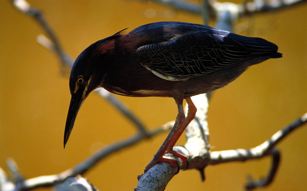 Fonds d'écran HD Photo Oiseaux #14 - 1280x800