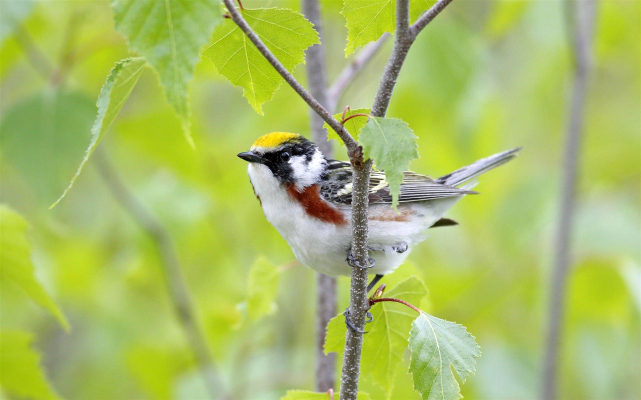 Fonds d'écran HD Photo Oiseaux #19 - 1280x800