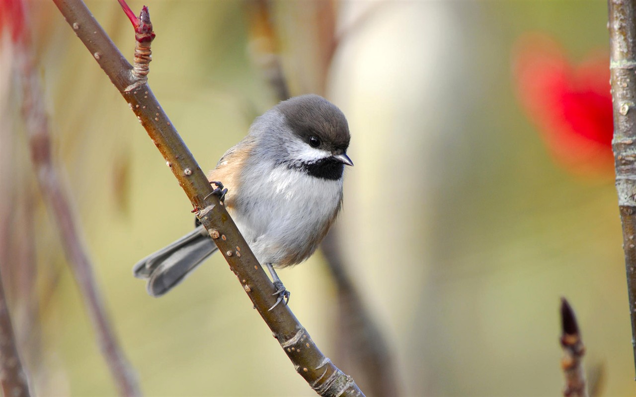 Fonds d'écran HD Photo Oiseaux #20 - 1280x800