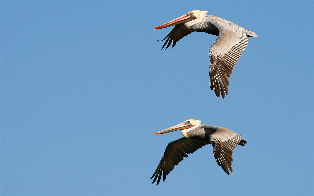 HD Fondos de Aves de fotos #30 - 1280x800