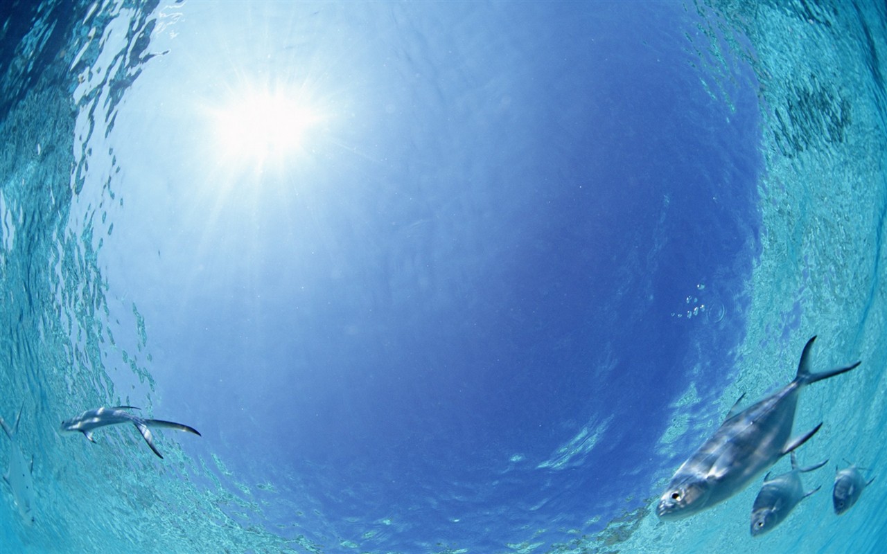 Maledivy vody a modrou oblohu #28 - 1280x800