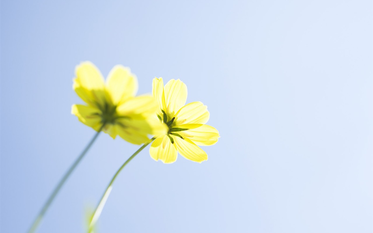 Wildflower Desktop Wallpaper #6 - 1280x800