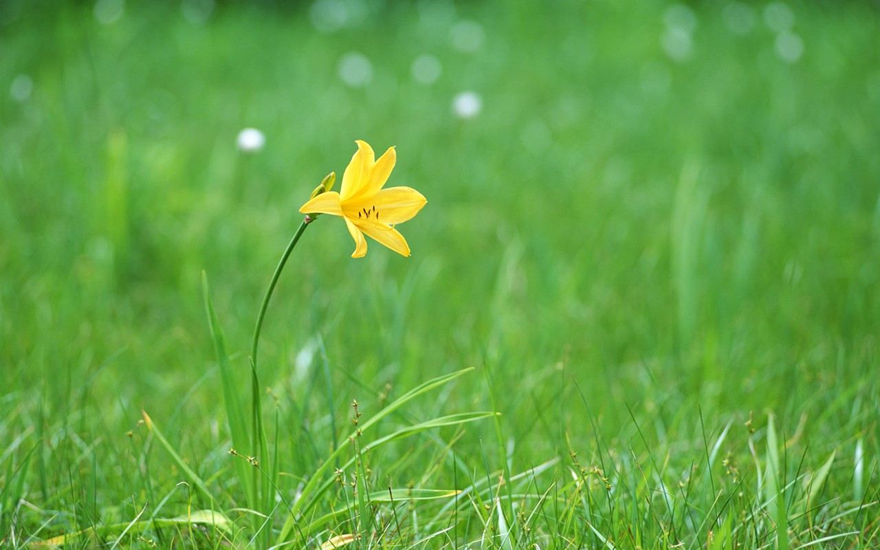 Wildflower Hintergrundbilder #17 - 1280x800