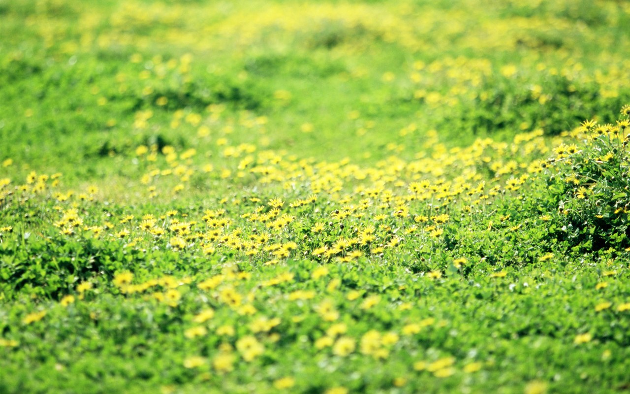 Wildflower Hintergrundbilder #22 - 1280x800