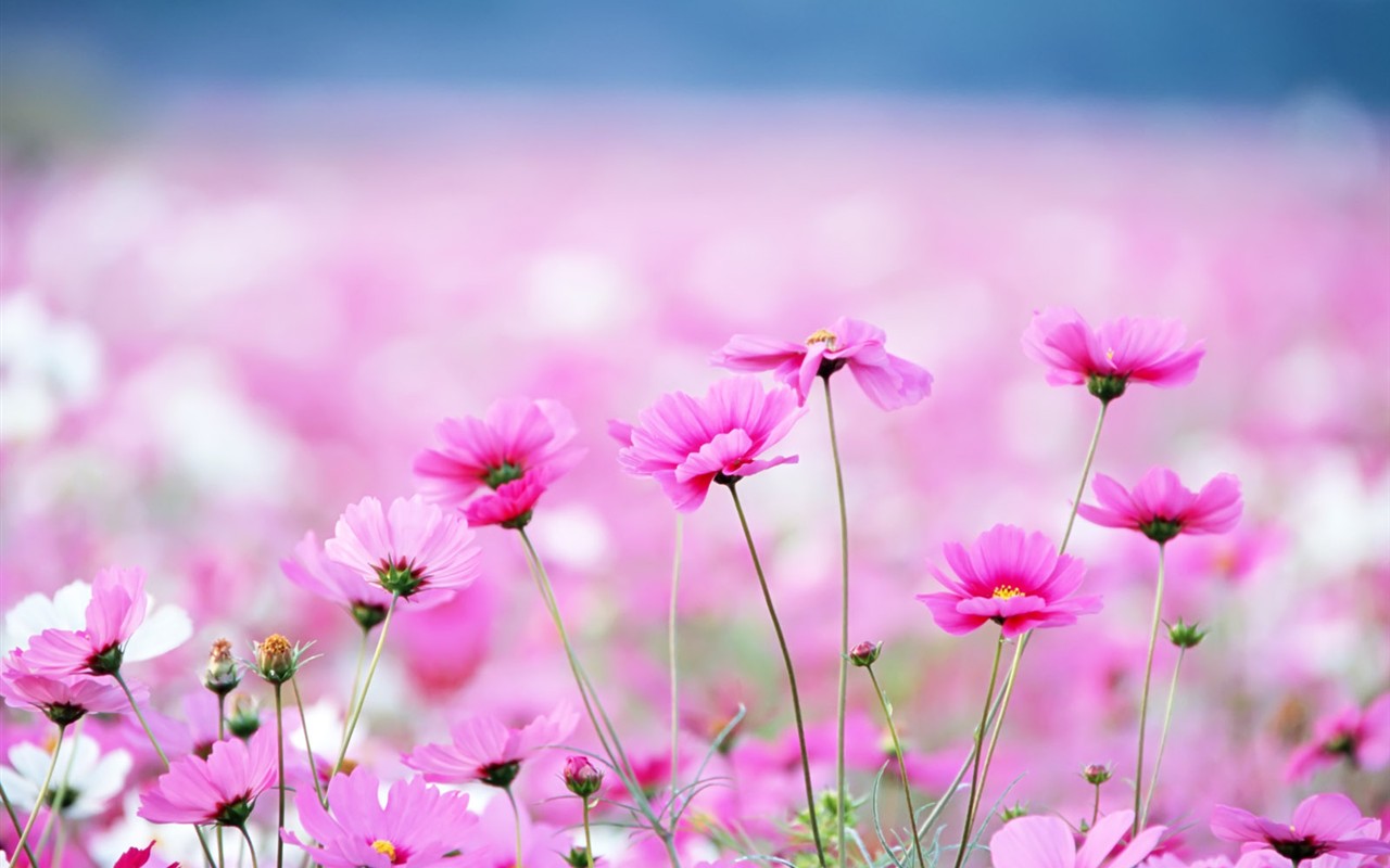 Wildflower Hintergrundbilder #25 - 1280x800