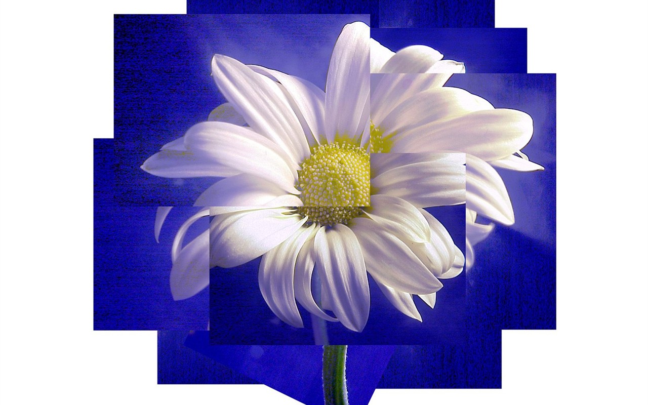 美しい花の壁紙(1) #22 - 1280x800