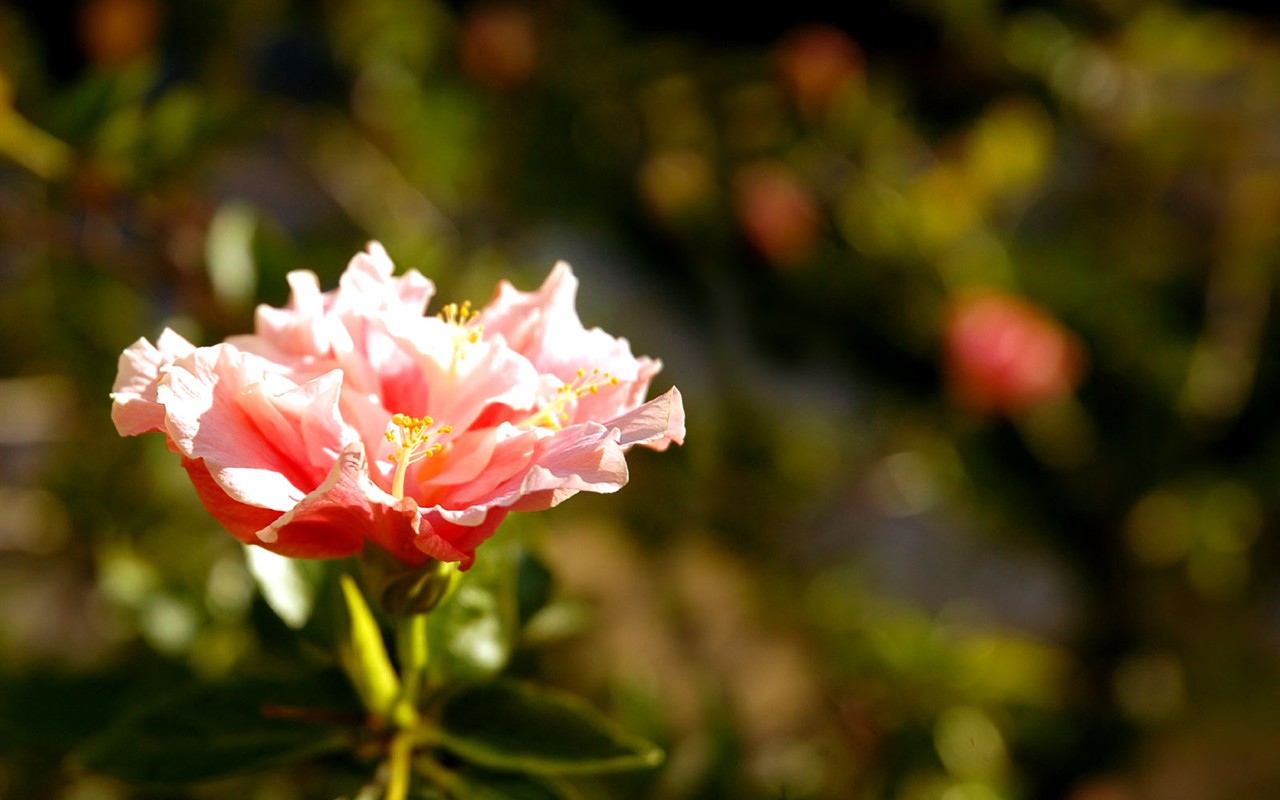 美しい花の壁紙(1) #37 - 1280x800