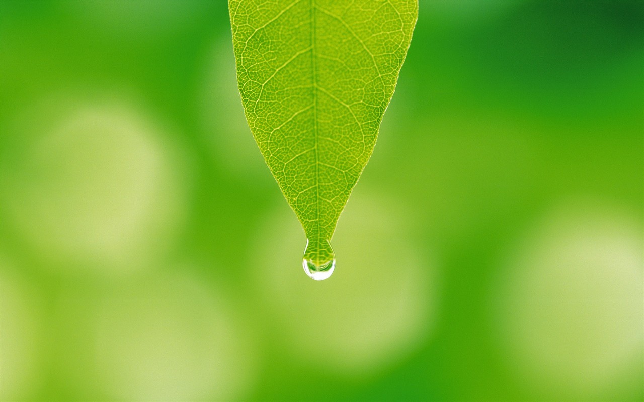 Fresh green leaf wallpaper (2) #17 - 1280x800