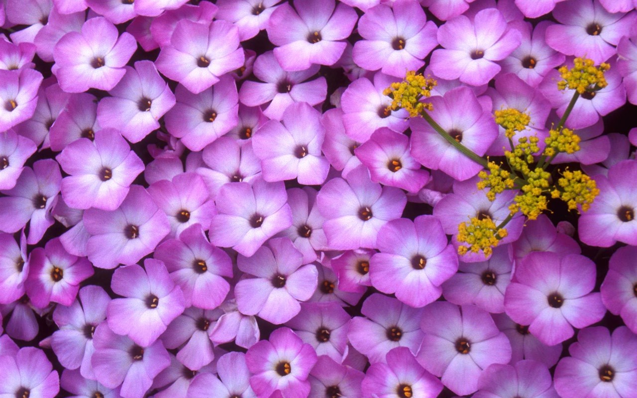 Hermoso fondo de pantalla Flores (2) #10 - 1280x800