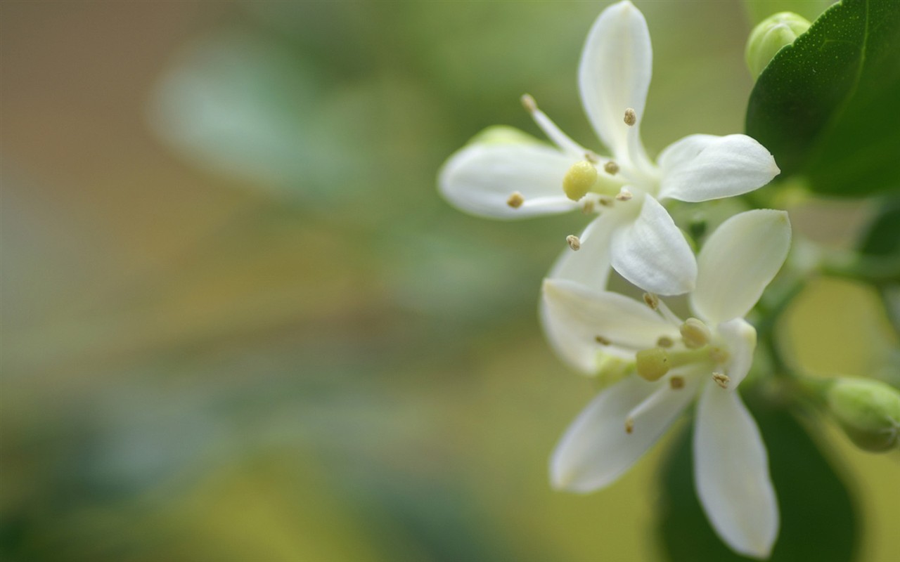 Brilliant flowers close-up wallpaper #22 - 1280x800