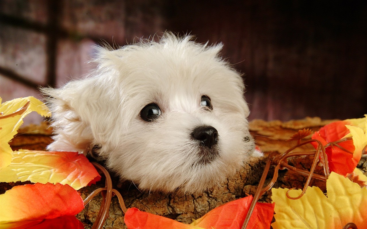 Fluffy little dog wallpaper #4 - 1280x800