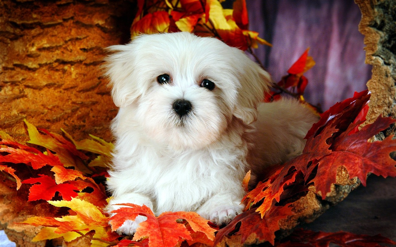 Fond d'écran Fluffy petit chien #9 - 1280x800