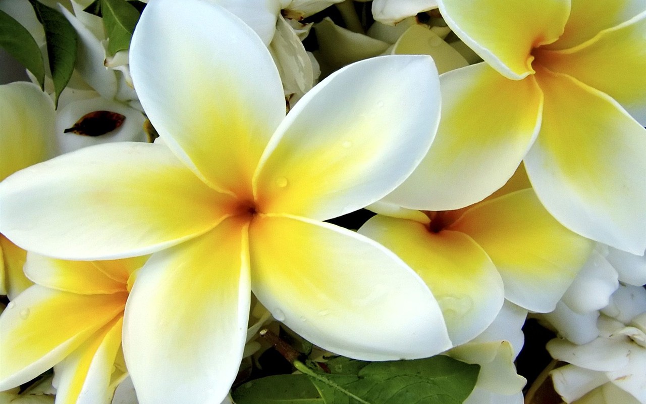 Hermoso fondo de pantalla Flores (3) #9 - 1280x800
