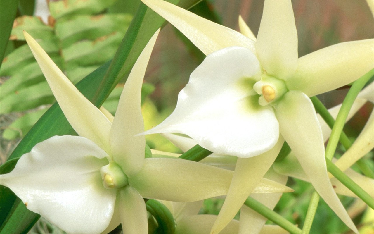 Belles fleurs fonds d'écran (3) #24 - 1280x800