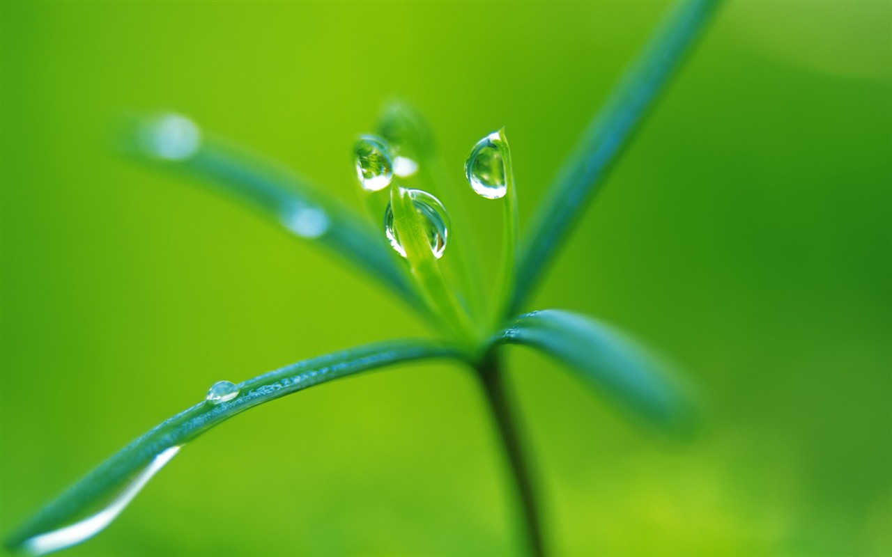 Sprout leaves HD Wallpaper (1) #16 - 1280x800