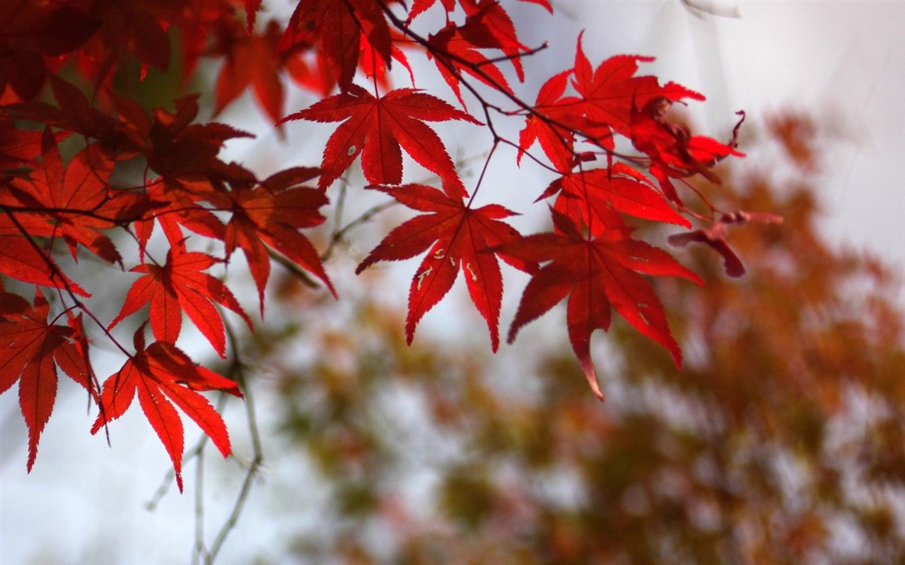 Japan Tour: Rokko Mountain feuilles #1 - 1280x800