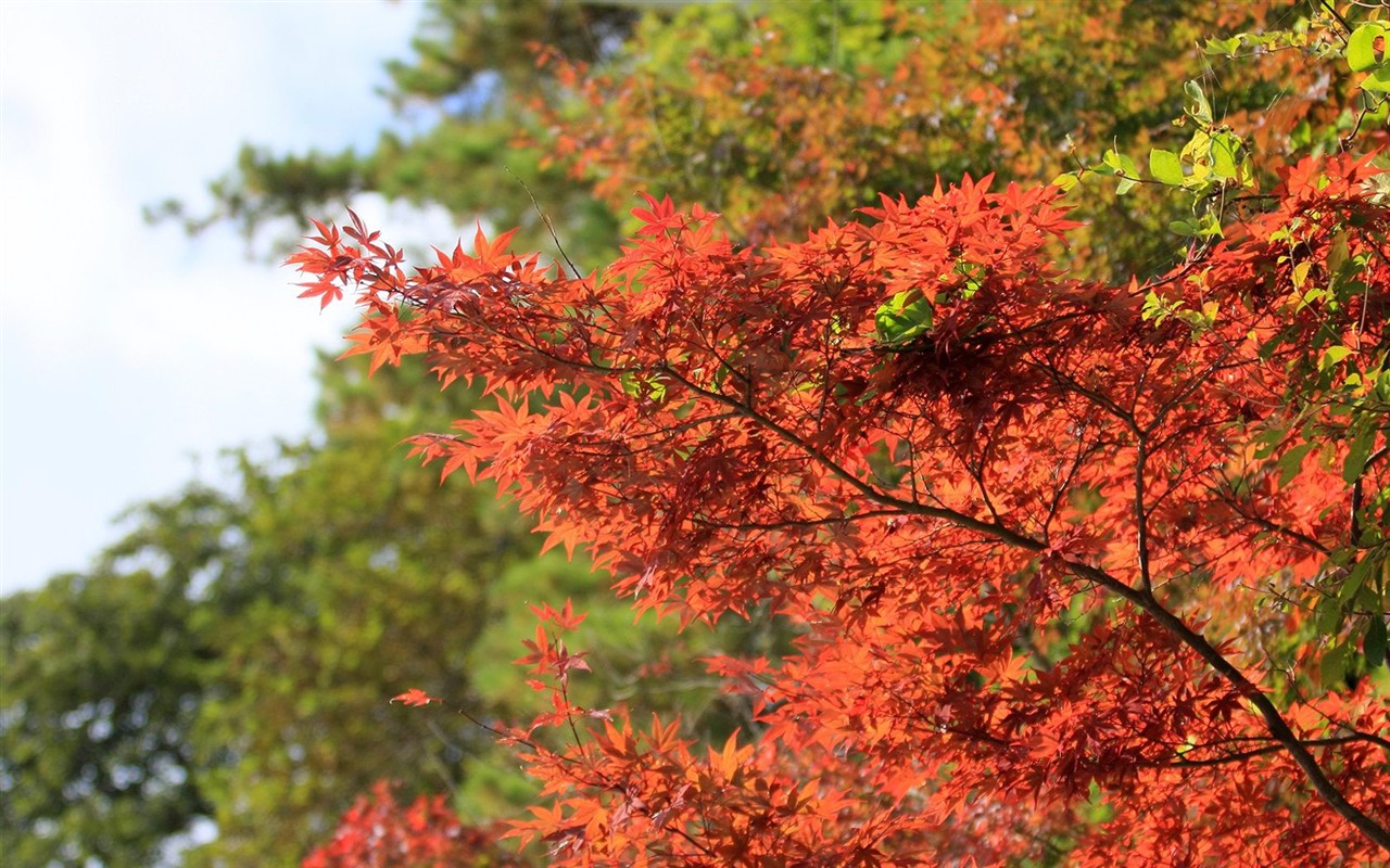 Japan Tour: Rokko Mountain feuilles #3 - 1280x800