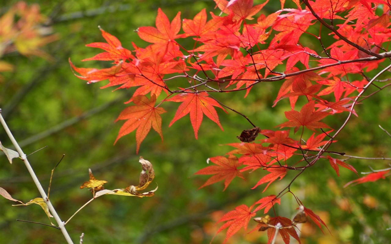 Japan Tour: Rokko Mountain feuilles #5 - 1280x800