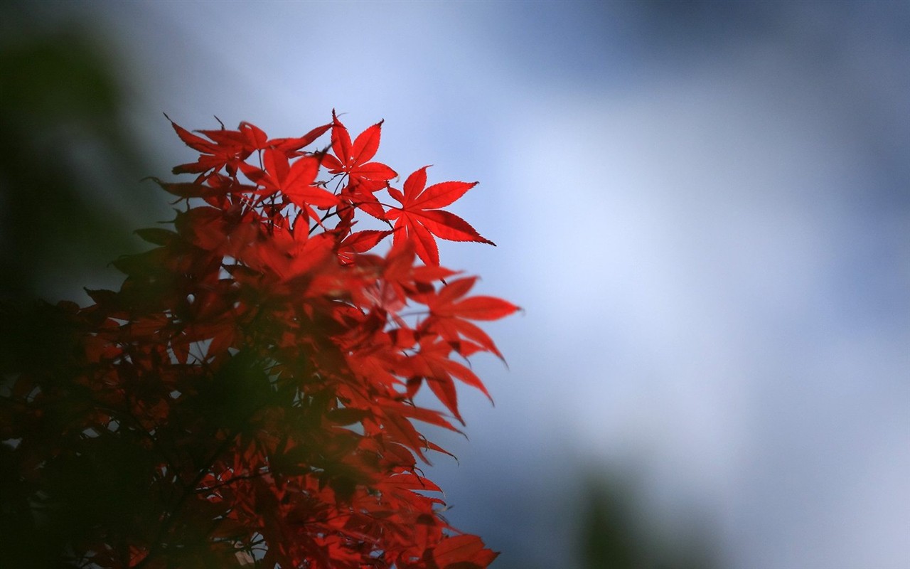 日本之旅：六甲山之紅葉 #7 - 1280x800