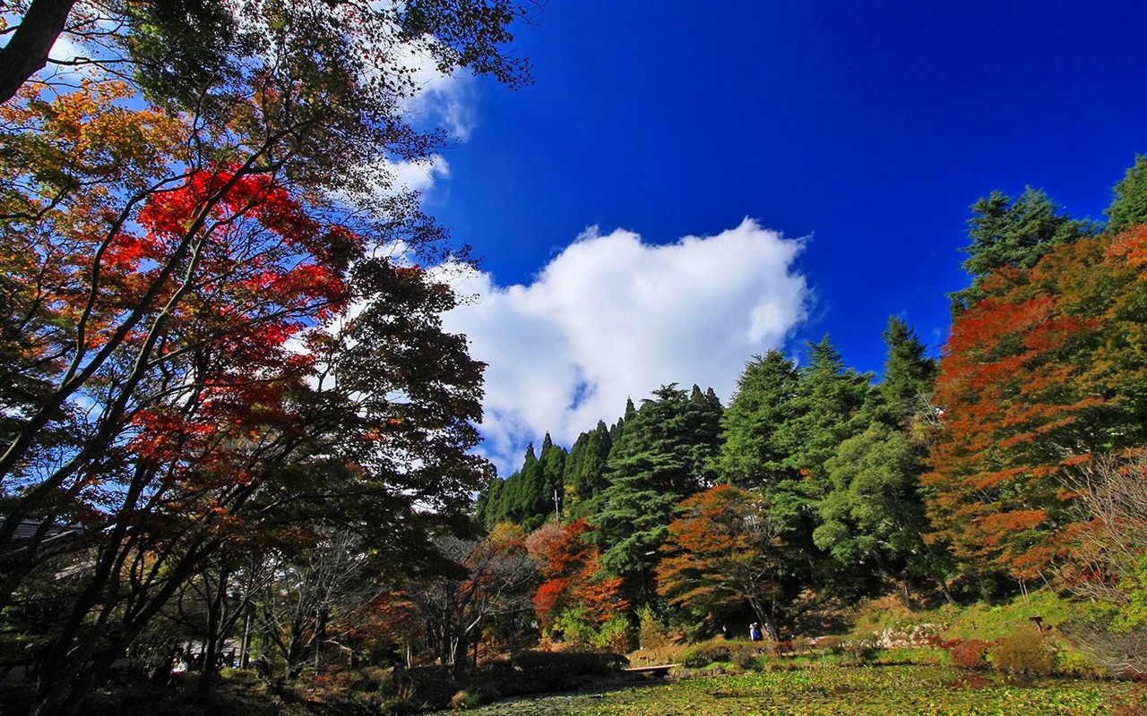 Japan Tour: Rokko Mountain feuilles #10 - 1280x800