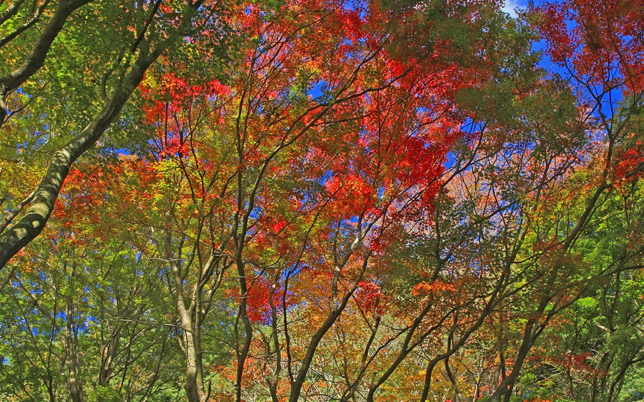 Japan Tour: Rokko Mountain feuilles #14 - 1280x800