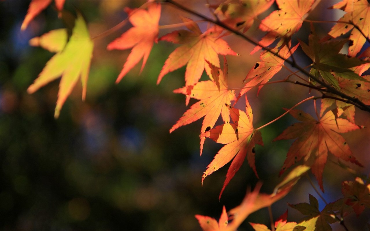 Japan Tour: Rokko Mountain feuilles #16 - 1280x800