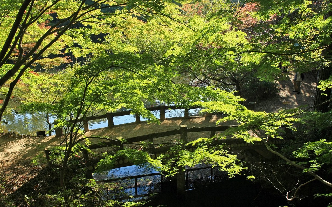 Japan Tour: Rokko Mountain leaves #27 - 1280x800