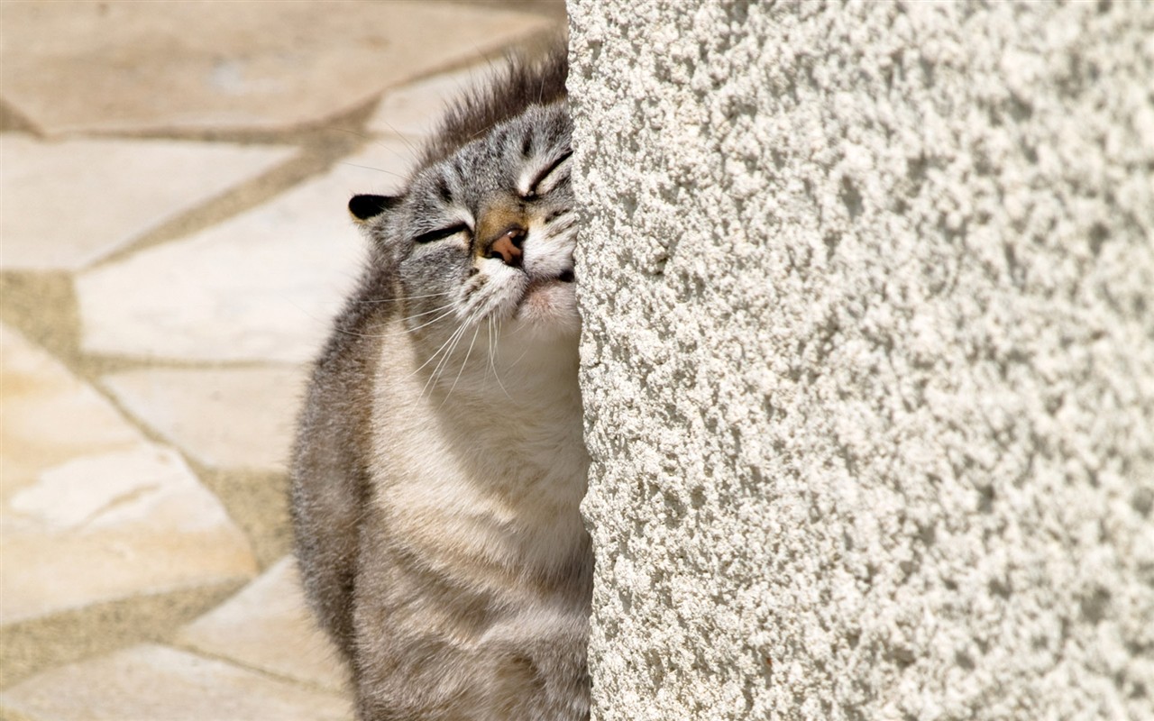 猫咪写真高清壁纸11 - 1280x800