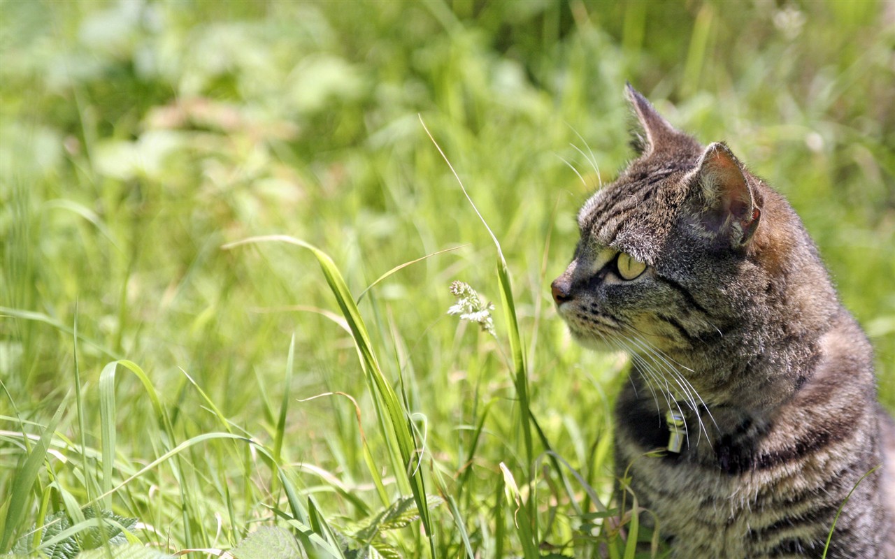 猫咪写真高清壁纸19 - 1280x800