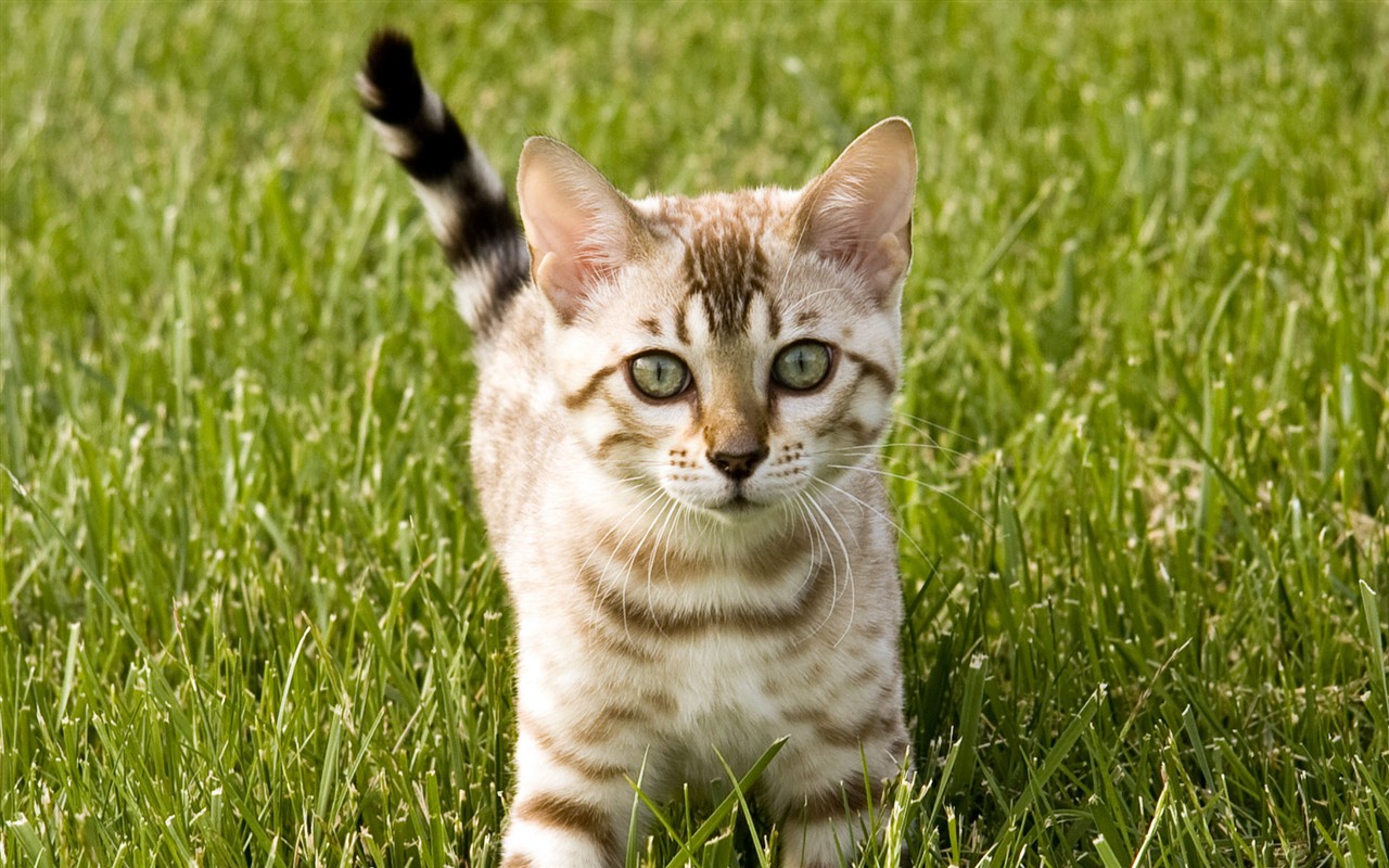 Cat photo HD Wallpapers #26 - 1280x800