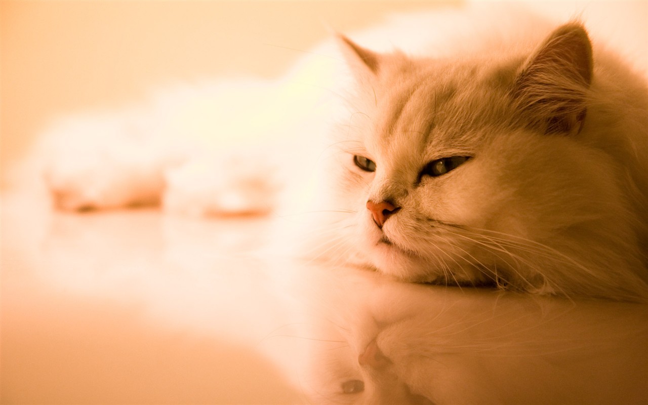 Cat photo HD Wallpapers #35 - 1280x800