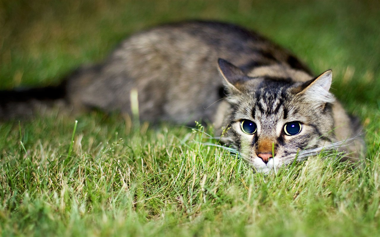 Cat photo d'écran HD #37 - 1280x800