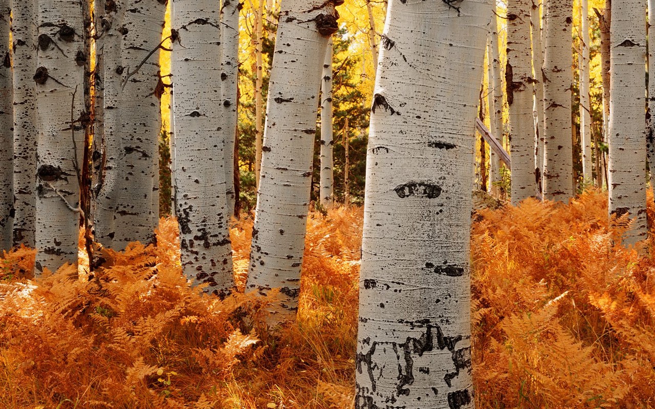 Thick autumn scenery wallpaper #7 - 1280x800