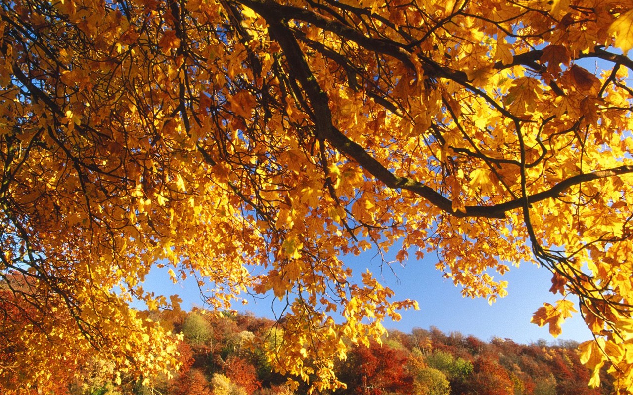Thick autumn scenery wallpaper #8 - 1280x800