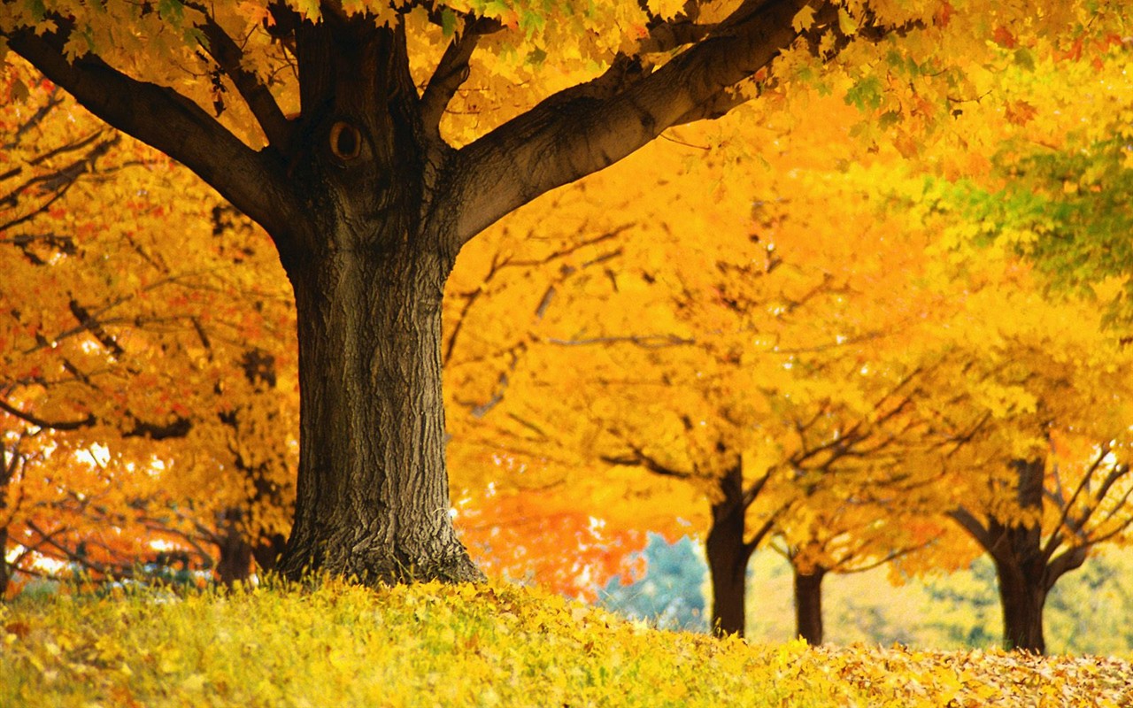 Thick autumn scenery wallpaper #10 - 1280x800