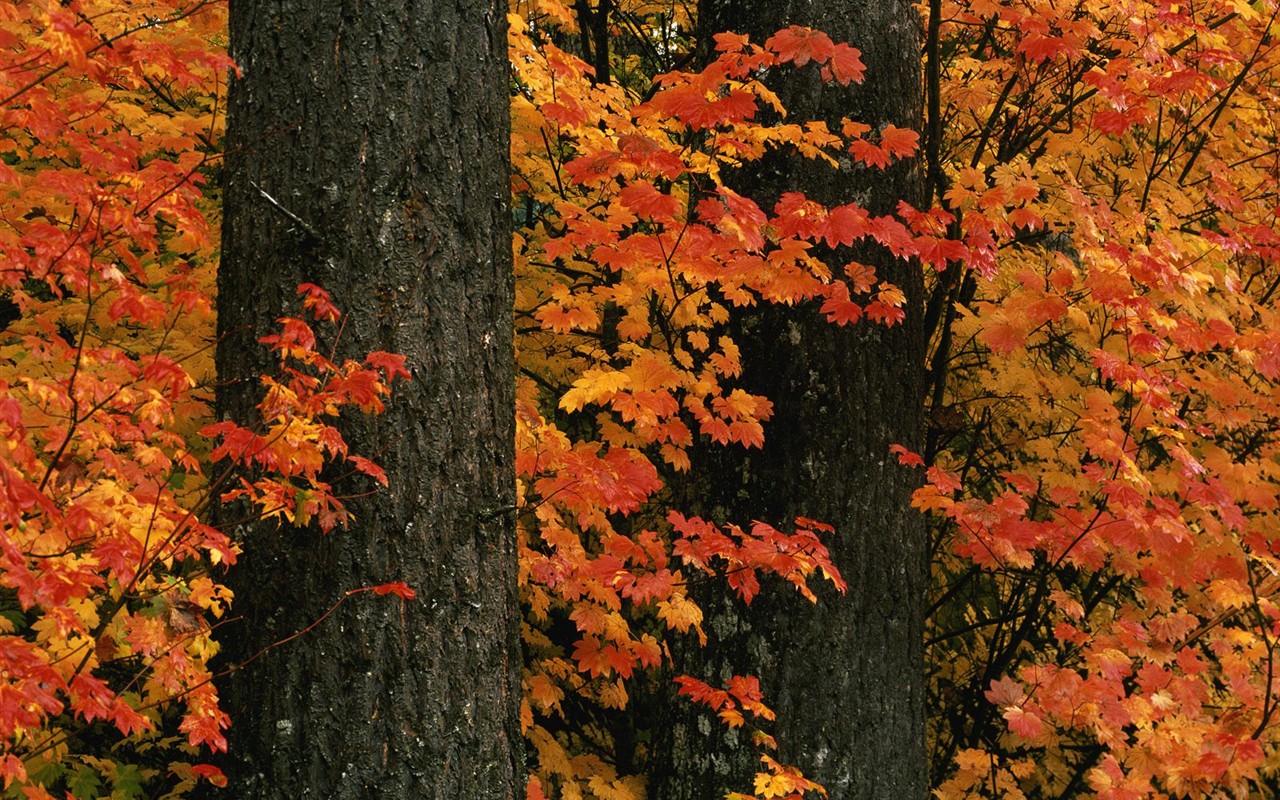 Thick autumn scenery wallpaper #15 - 1280x800