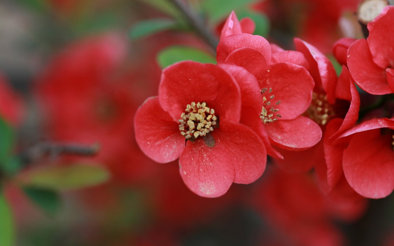 Flores de primavera (Minghu obras Metasequoia) #1 - 1280x800