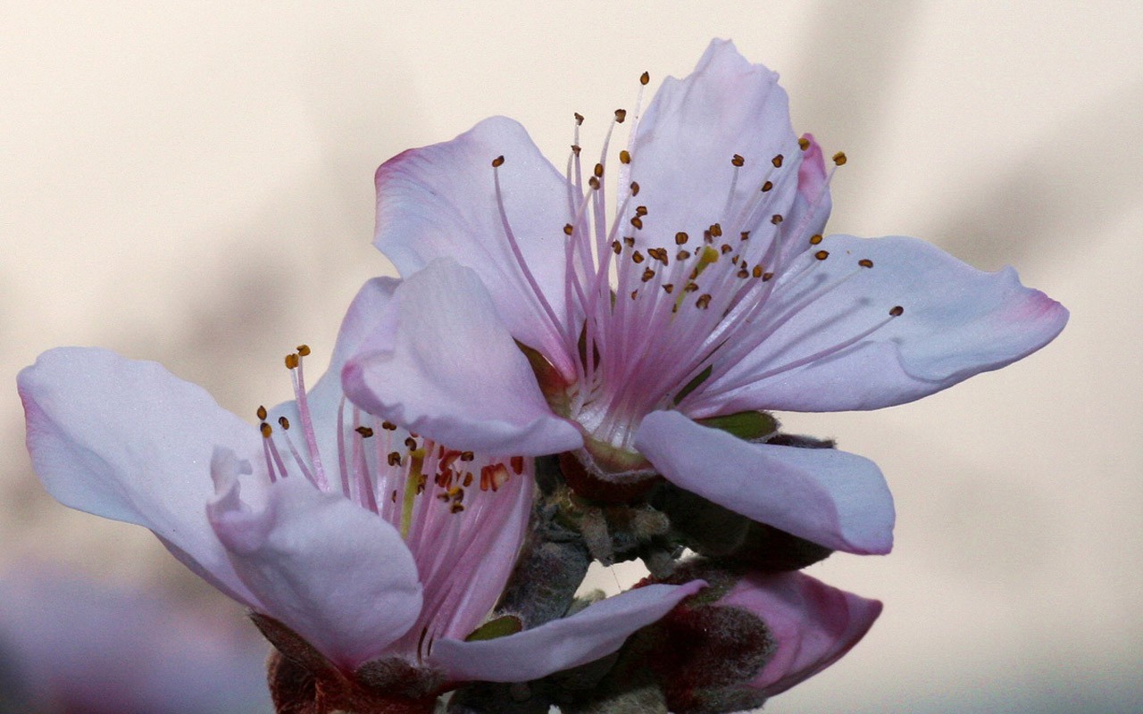 Flores de primavera (Minghu obras Metasequoia) #2 - 1280x800