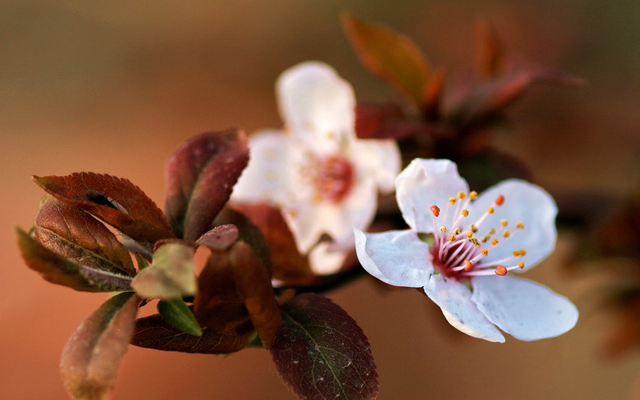 Spring flowers (Minghu Metasequoia works) #4 - 1280x800