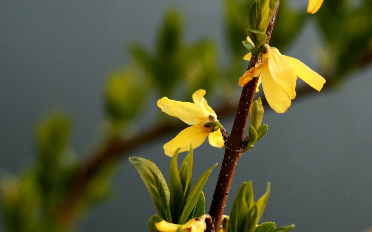 Flores de primavera (Minghu obras Metasequoia) #6 - 1280x800