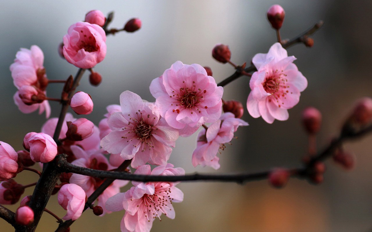 Flores de primavera (Minghu obras Metasequoia) #8 - 1280x800