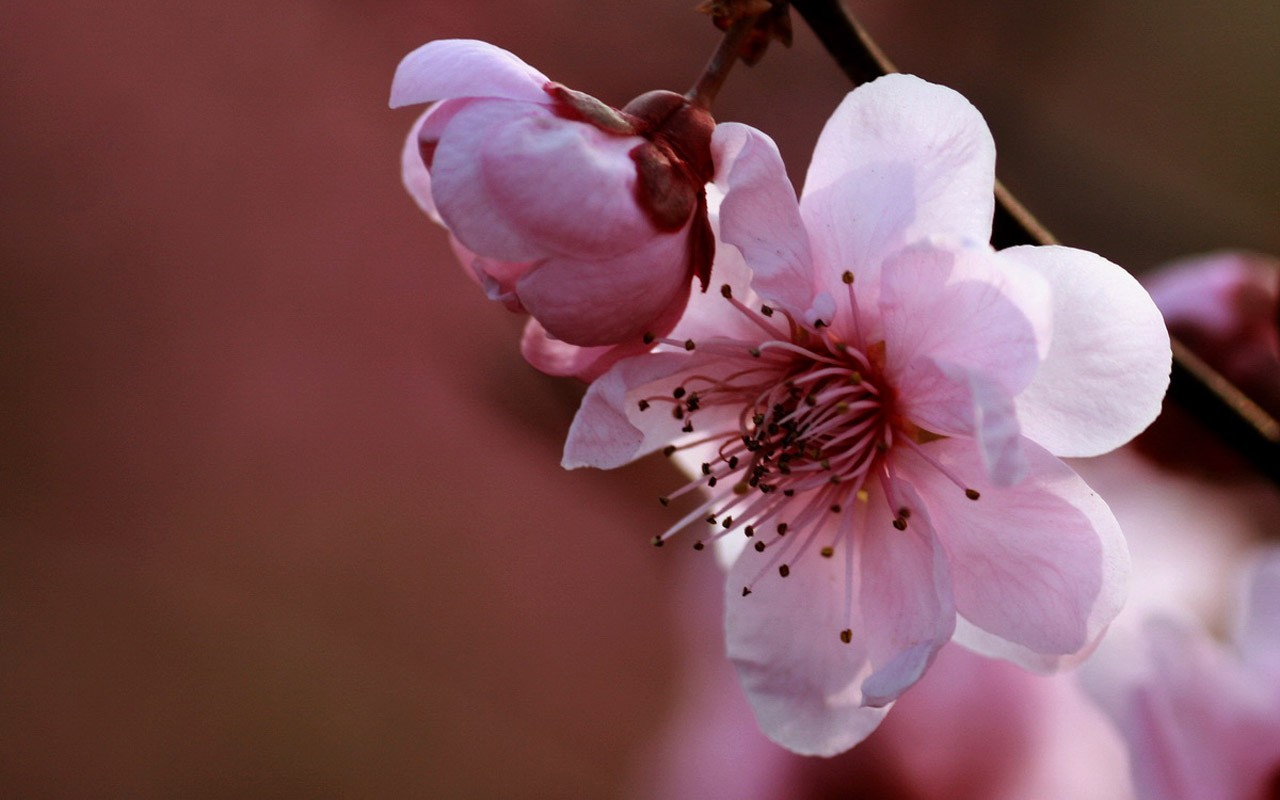 Flores de primavera (Minghu obras Metasequoia) #11 - 1280x800