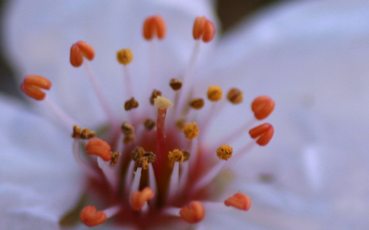 Flores de primavera (Minghu obras Metasequoia) #12 - 1280x800
