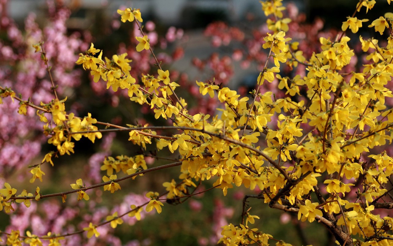 Flores de primavera (Minghu obras Metasequoia) #15 - 1280x800
