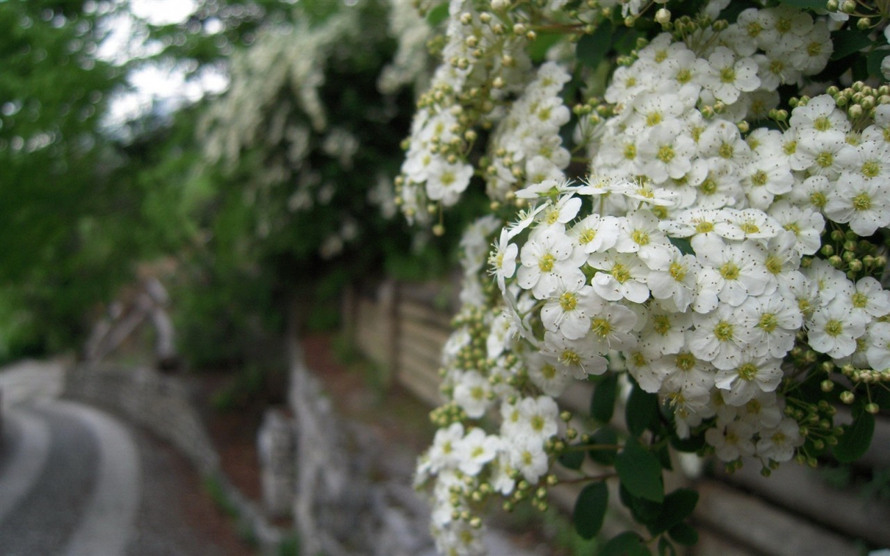 鲜艳夺目花朵高清壁纸7 - 1280x800