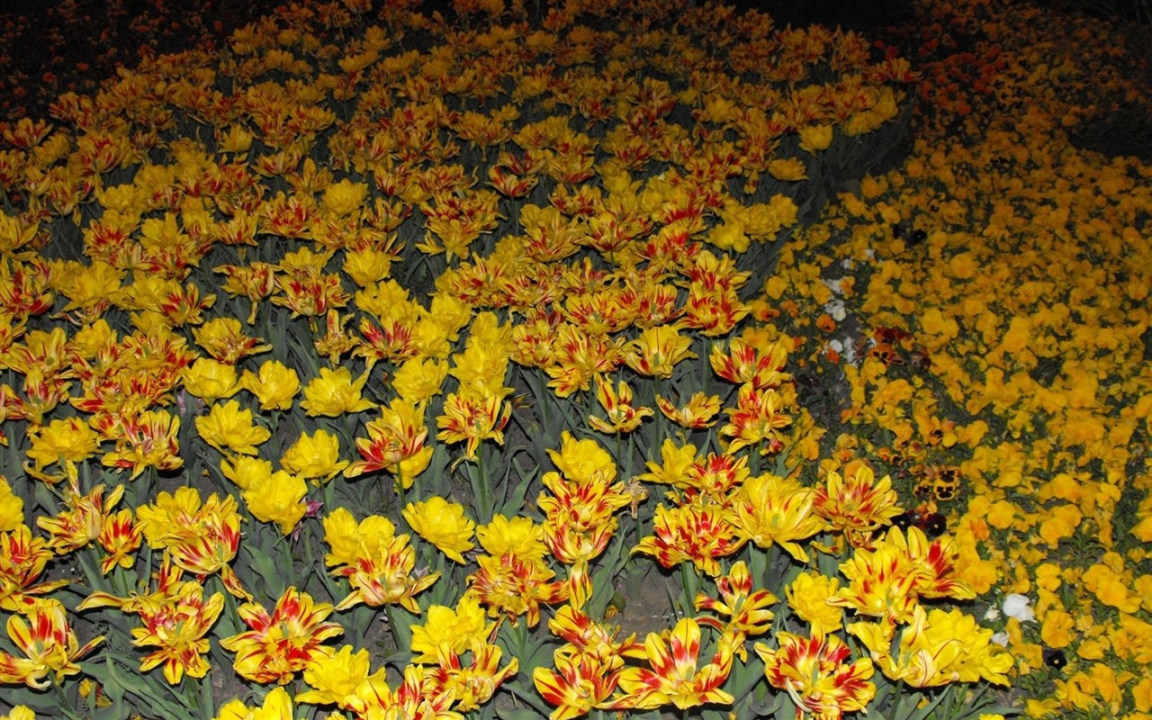 鲜艳夺目花朵高清壁纸17 - 1280x800