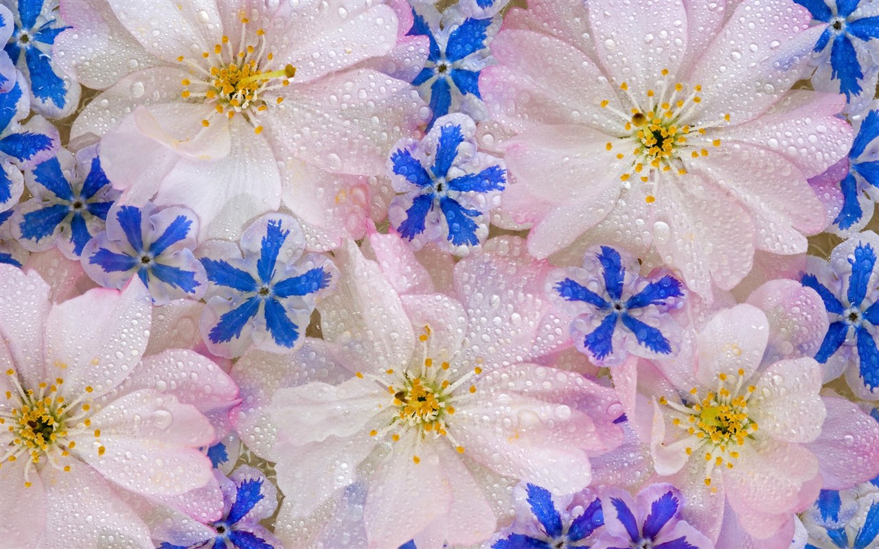 鲜艳夺目花朵高清壁纸20 - 1280x800